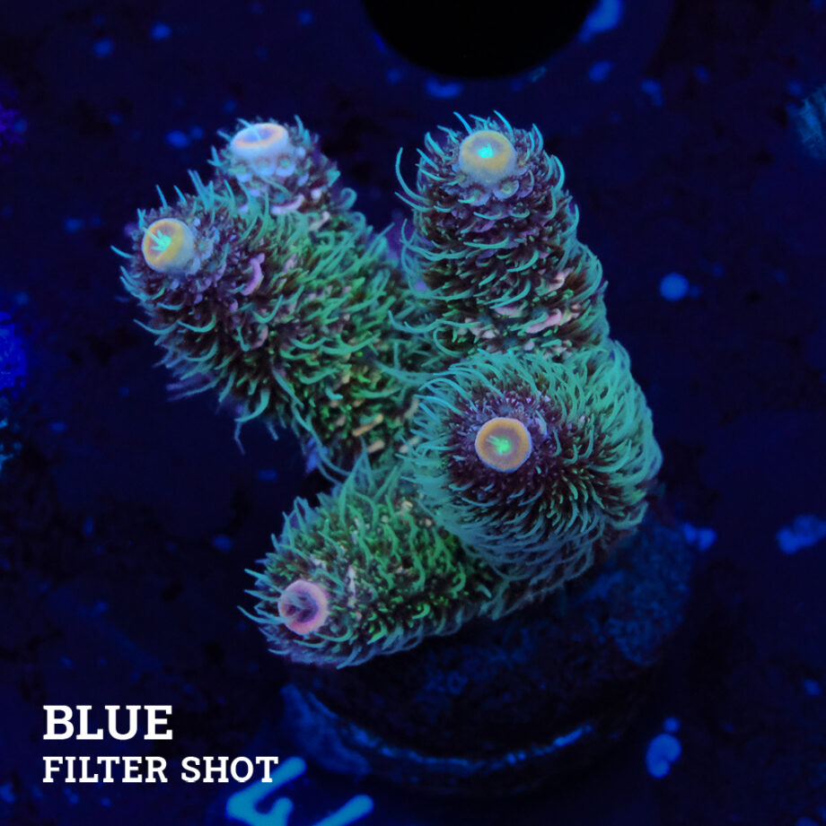 Acropora Millepora 'Rainbow'