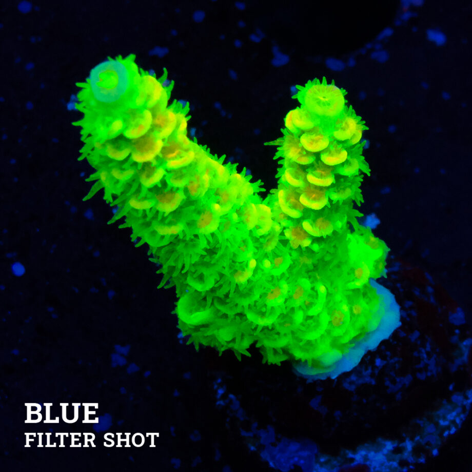 Acropora Tenuis 'Neon'