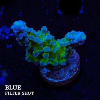 Acropora Austera 'Mr Miyagi' (Sr. Miyagi)