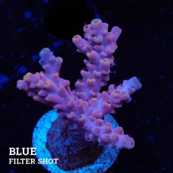 Acropora rosaria