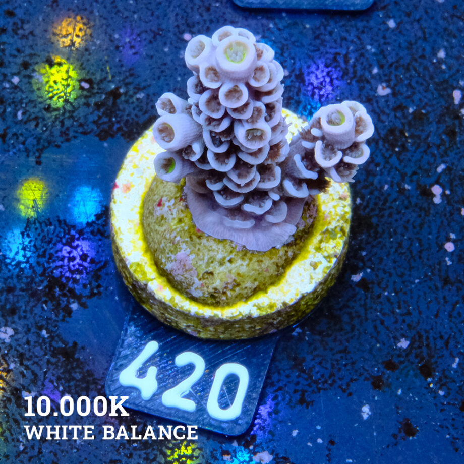 Acropora Tenuis 'Pastel Violet'