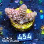 Acropora Tenuis 'naranja