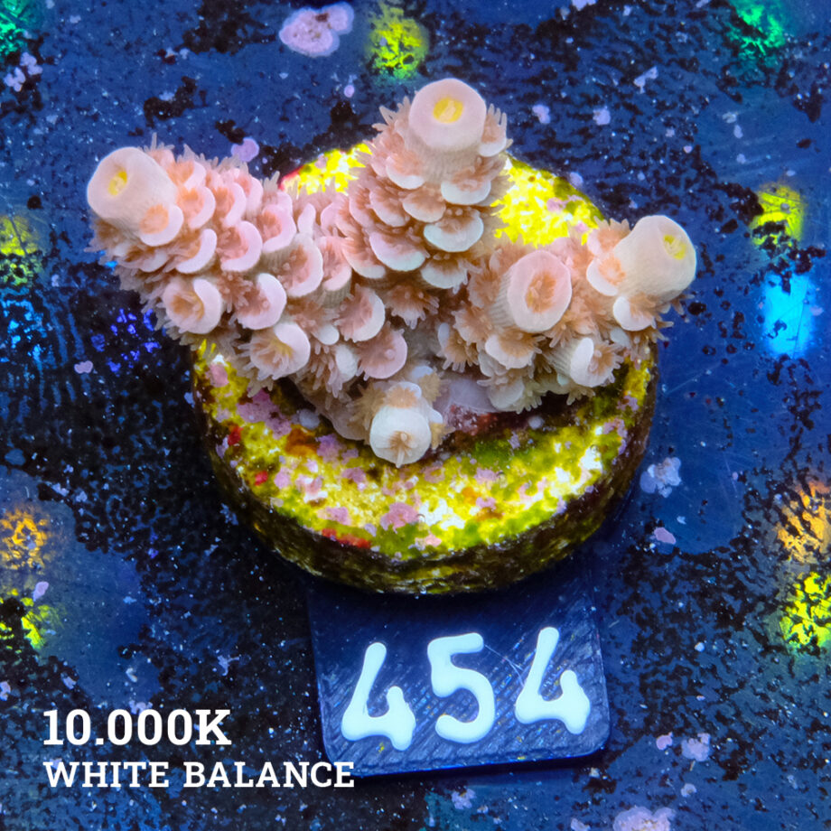 Acropora Tenuis 'orange'
