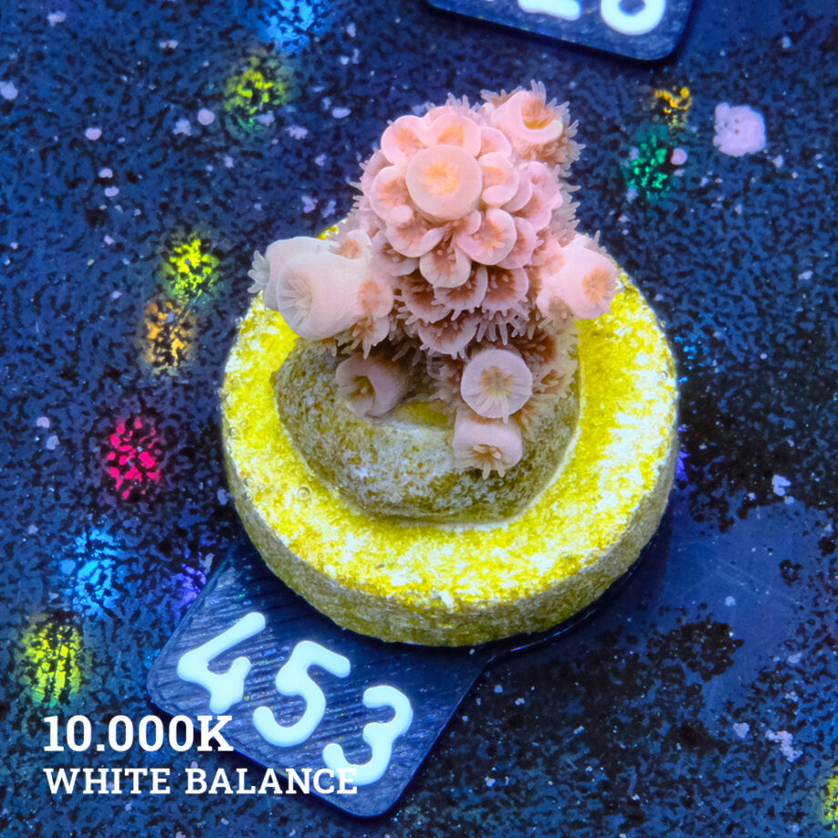 Acropora Tenuis 'Naranja