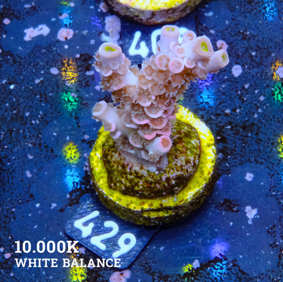 Acropora Tenuis 'Rainbow'