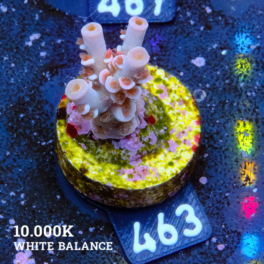 Acropora Tenuis 'Angry Birds'