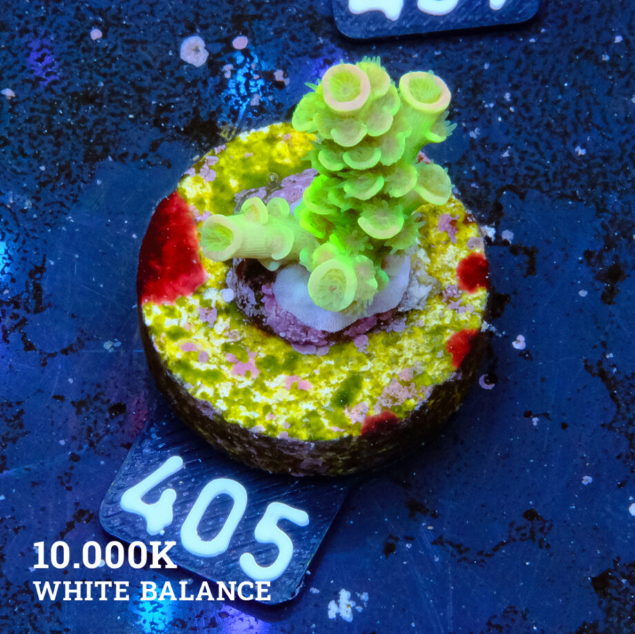 Acropora Tenuis 'Neon'
