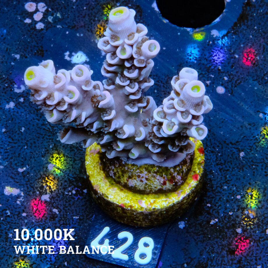 Acropora Tenuis 'Pastel Violet'