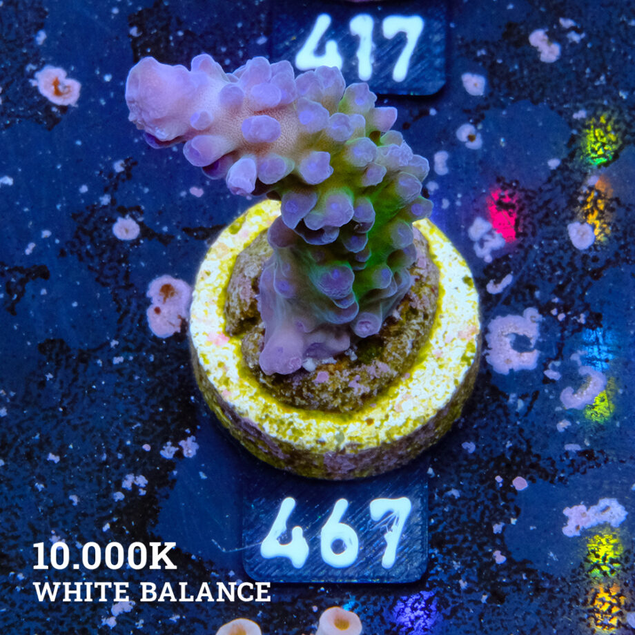 Acropora Austera 'Mr. Miyagi'
