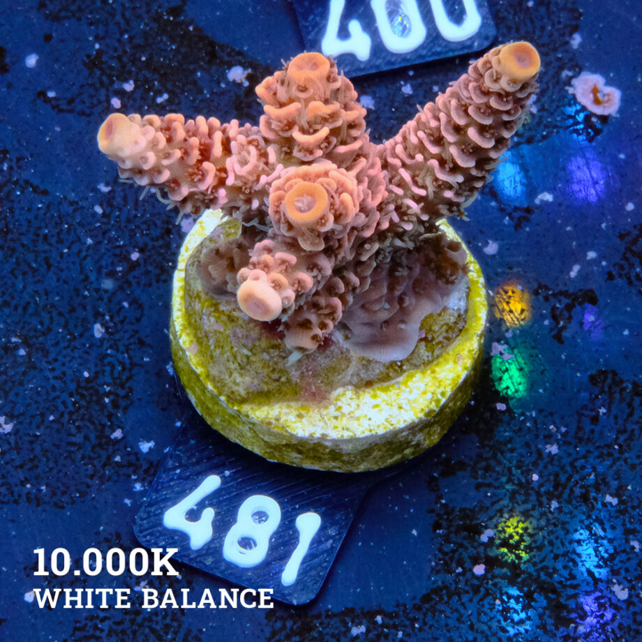 Acropora Millepora 'Orange'