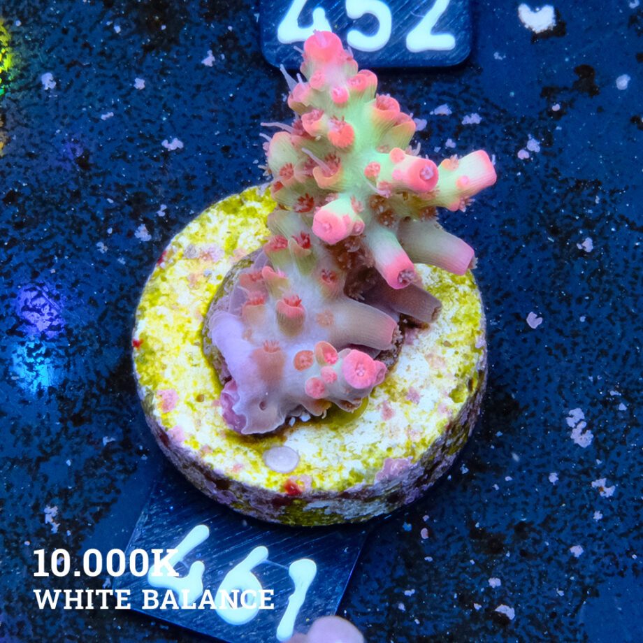 Acropora Microklados 'SSC'