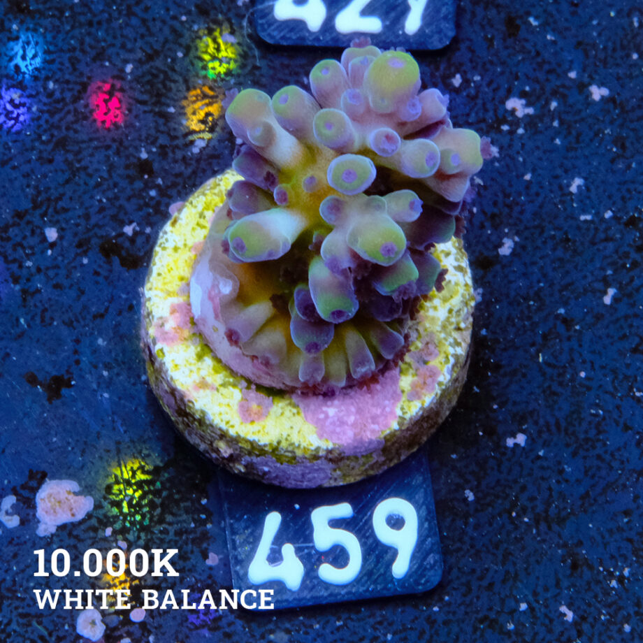 Acropora Austera 'Cali Tort' (Acropora Austera 'Cali Tort')