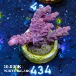 Acropora Rosaria