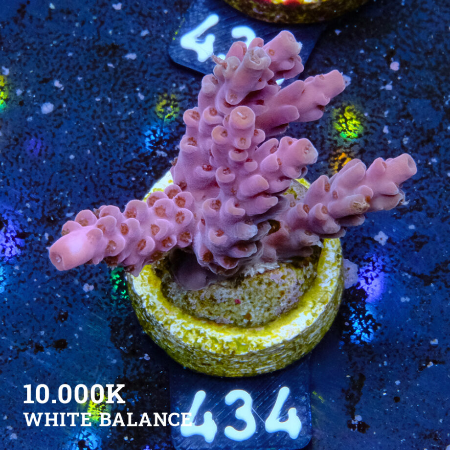 Acropora Rosaria