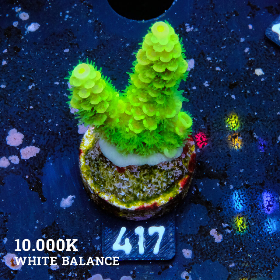 Acropora Tenuis 'Neon'