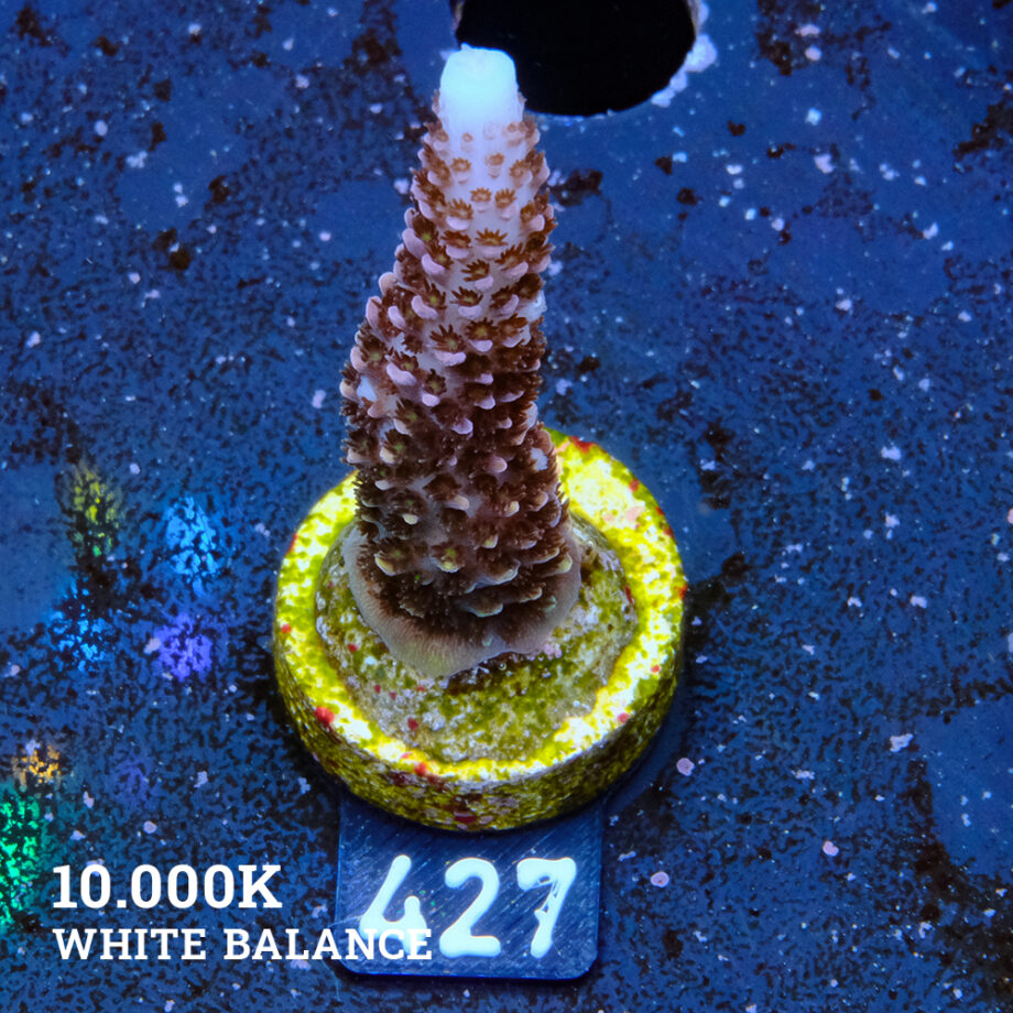 Acropora 'Ciervo arco iris