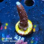 Acropora 'Rainbow Stag'