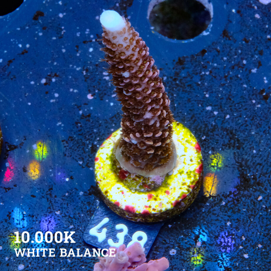 Acropora 'Rainbow Stag'