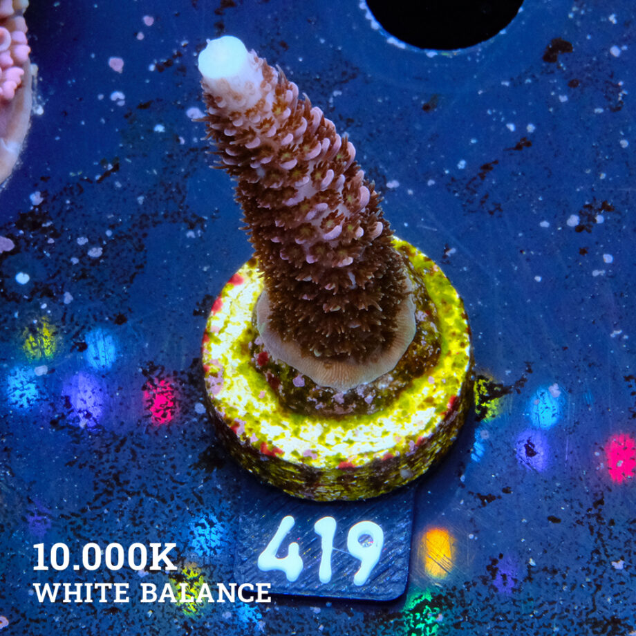 Acropora 'Rainbow Stag'
