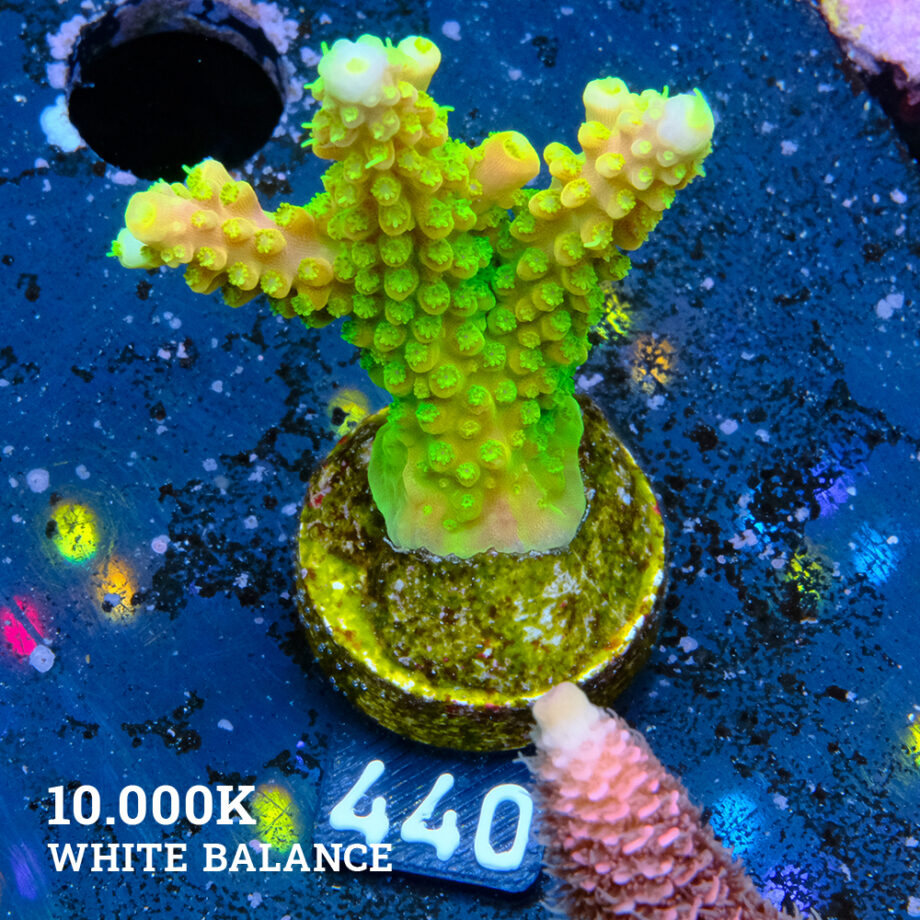 FM Sour Patch