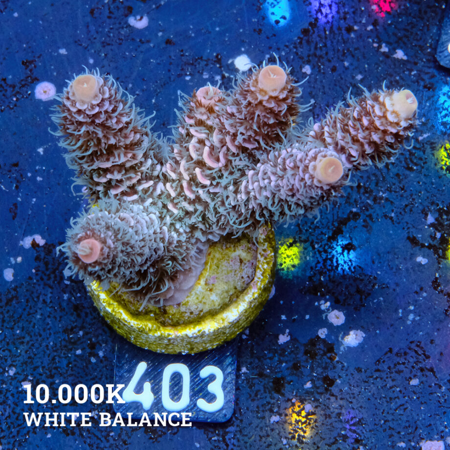 Acropora Millepora 'Rainbow'