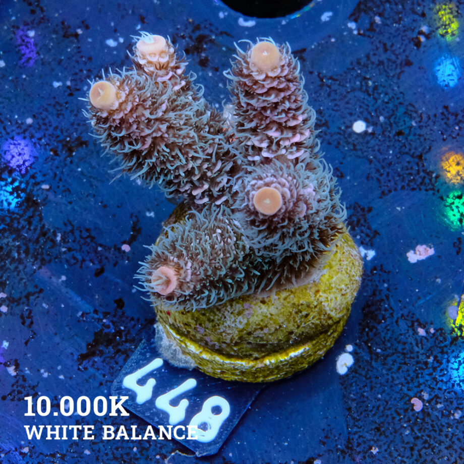 Acropora Millepora 'Rainbow'