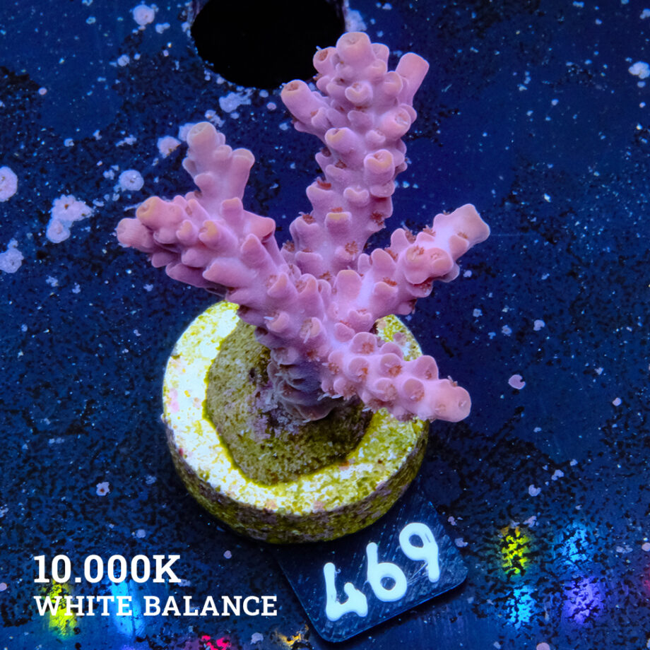 Acropora Rosaria