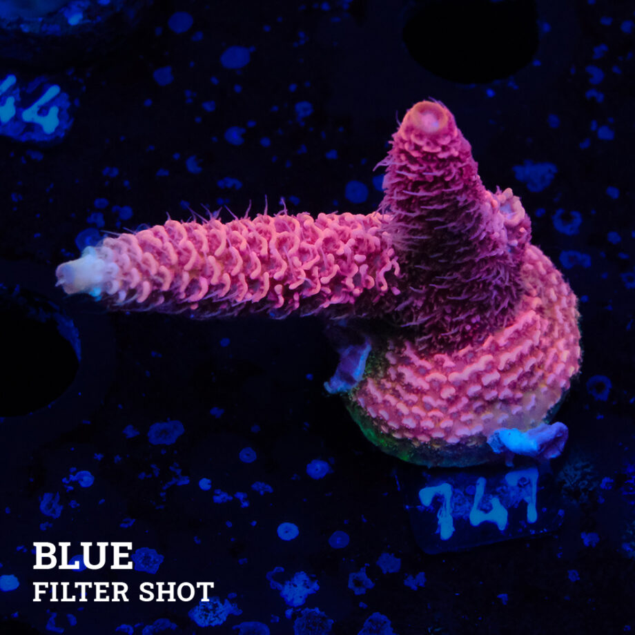 Acropora Millepora 'Pink'