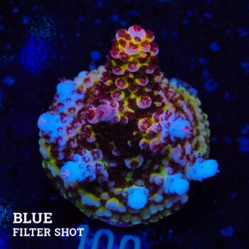Acropora 'Fluo Bicolor II'