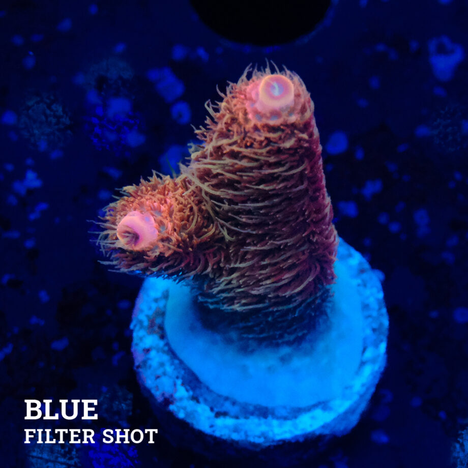 Acropora Millepora 'Fuzzy'
