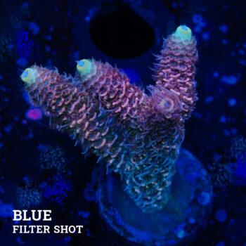 Acropora Millepora 'Orange Edge' (Borde naranja)