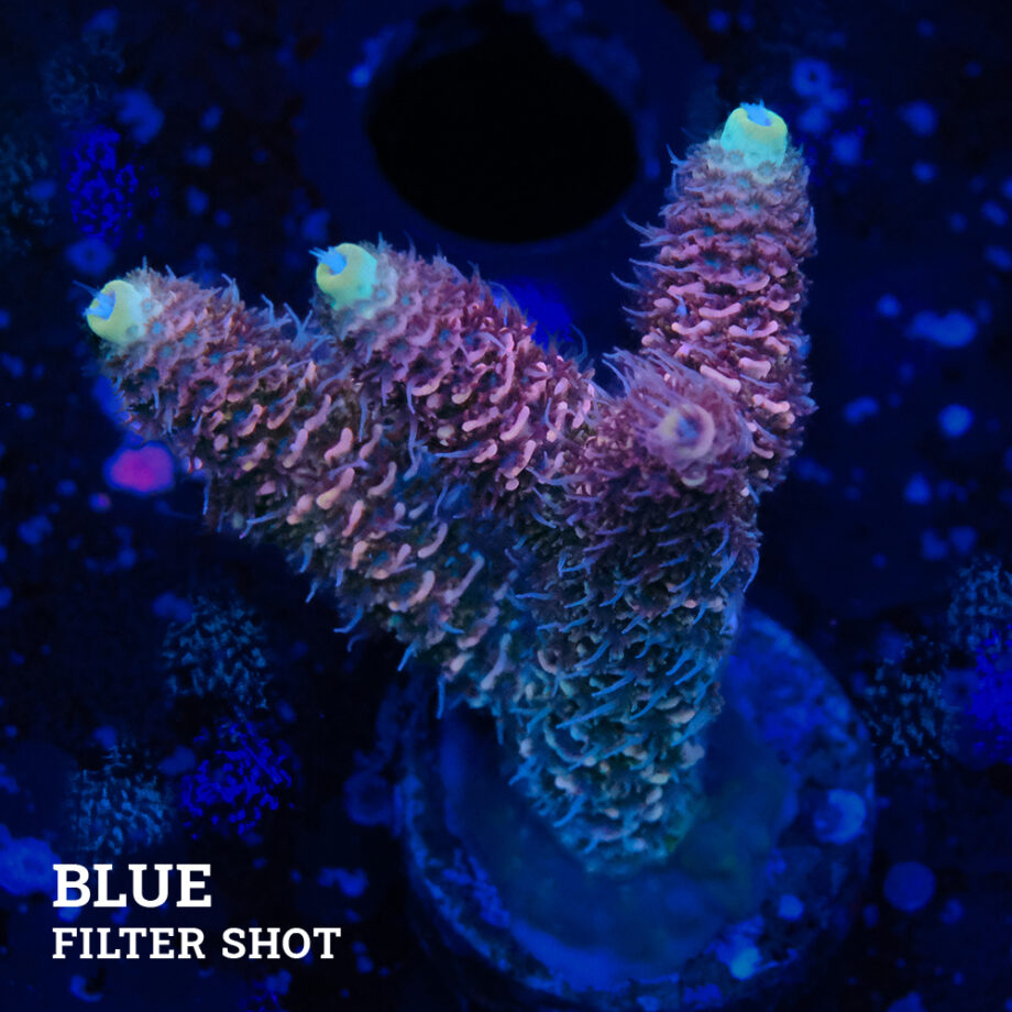 Acropora Millepora 'Orange Edge'