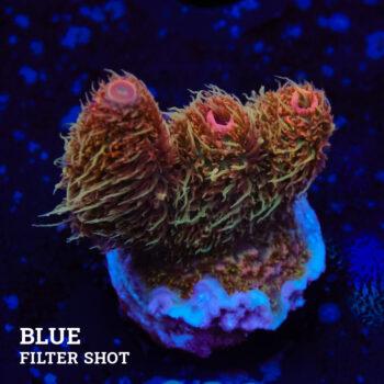 Acropora Millepora 'Fuzzy' (Pelusa)