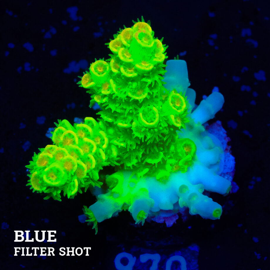 Acropora Tenuis 'Neon Green'