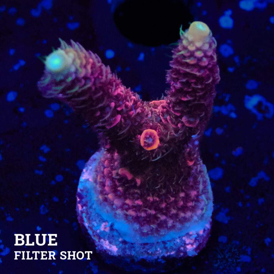 Acropora Millepora 'Red'