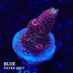 Acropora Millepora 'Red'