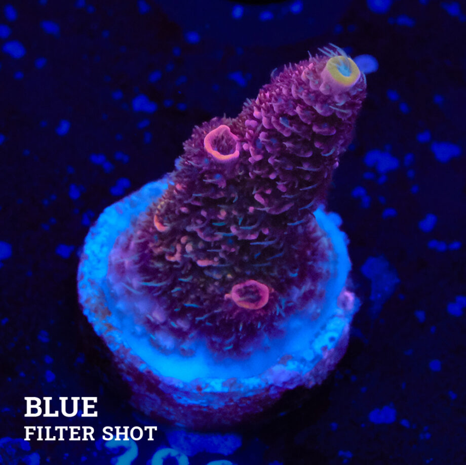 Acropora Millepora 'Red'