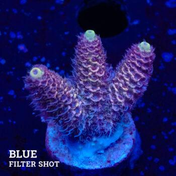 Acropora Millepora 'Orange Edge' (Borde naranja)