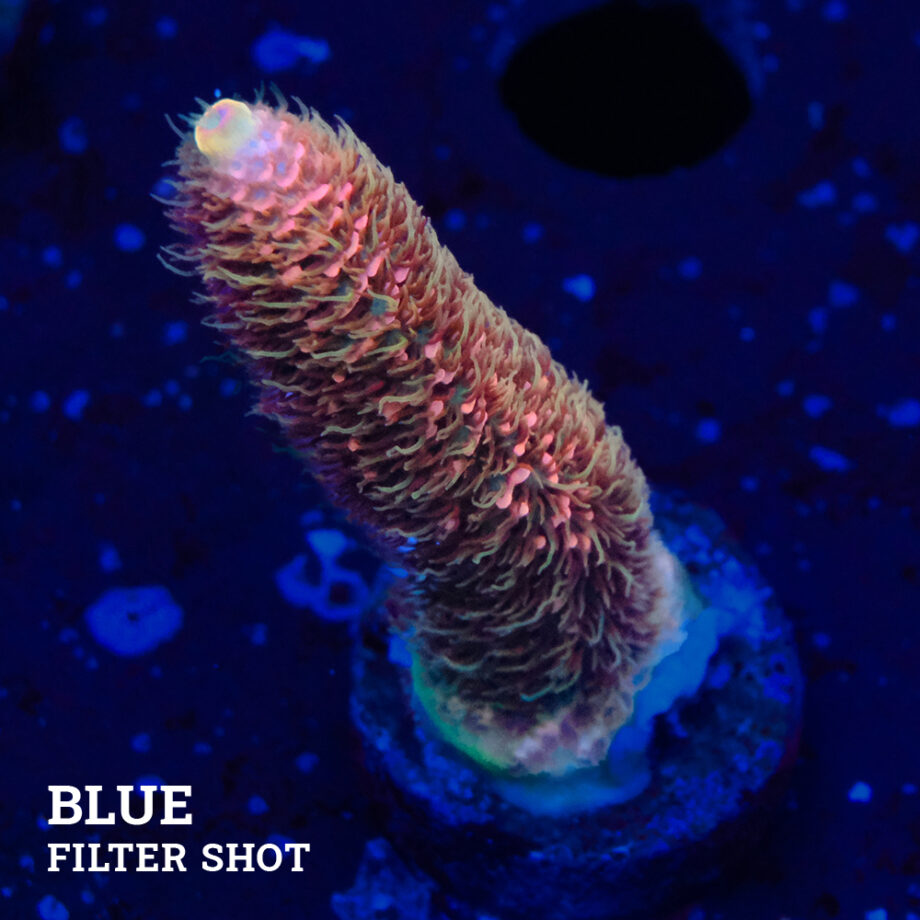 Acropora Millepora 'Fuzzy'