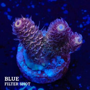 Acropora Millepora 'Orange Edge' (Borde naranja)