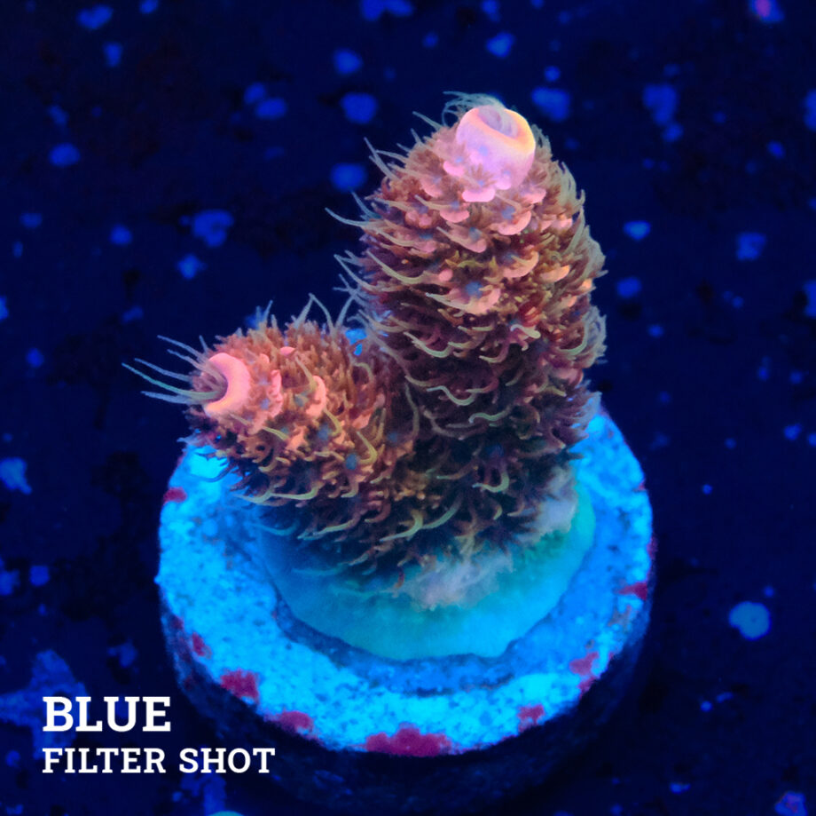Acropora Millepora 'Fuzzy'