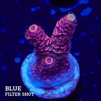 Acropora Millepora 'Roja
