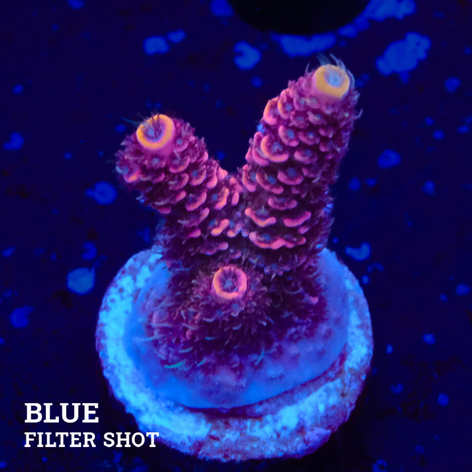 Acropora Millepora 'Red
