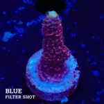 Acropora Millepora 'Red'