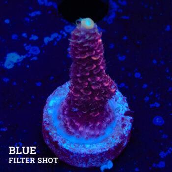 Acropora Millepora 'Roja