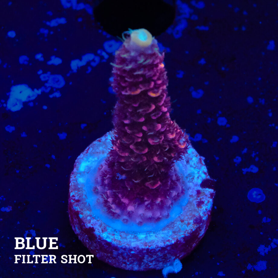 Acropora Millepora 'Roja