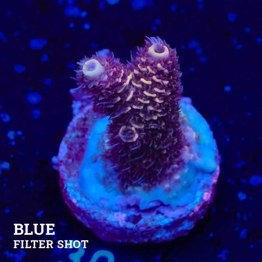 Acropora Millepora 'Orange Edge'
