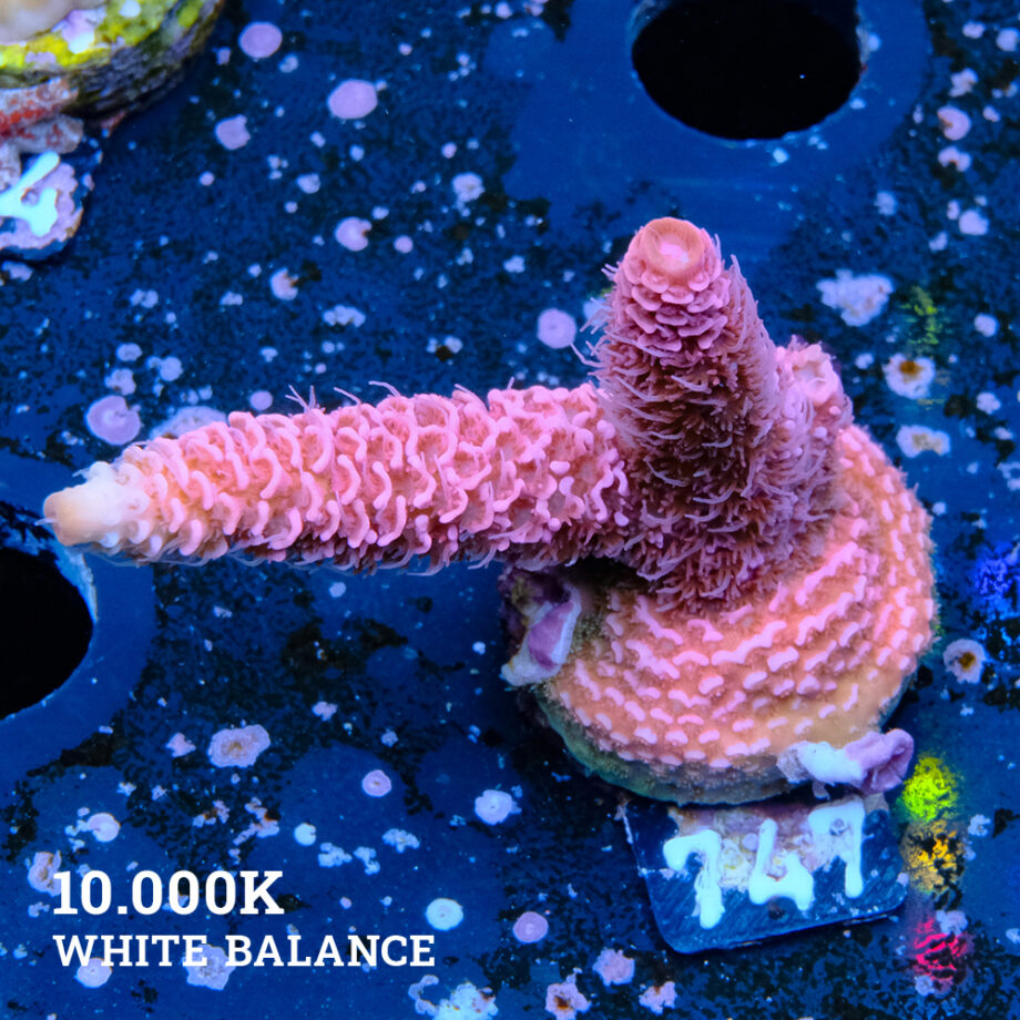 Acropora Millepora 'Pink'