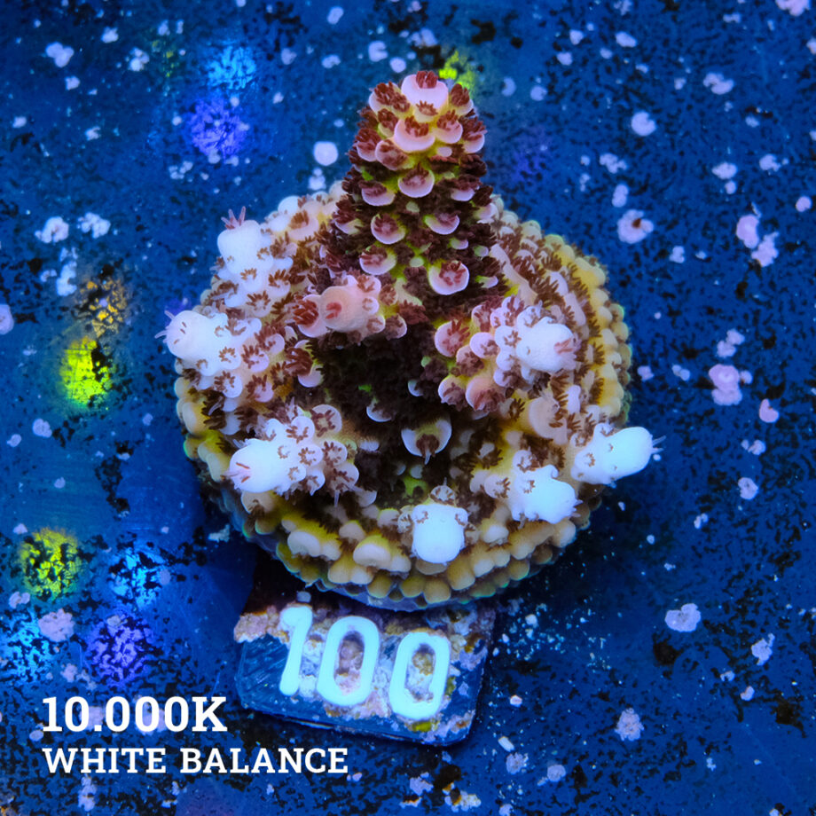 Acropora 'Fluo Bicolor II'