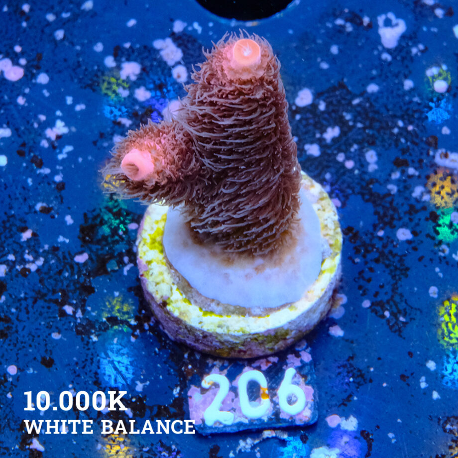 Acropora Millepora 'Fuzzy'
